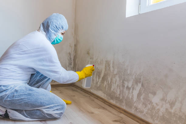 Licensed Crawl Space Mold Removal service in Nashville, GA - WQB Mold Removal